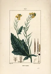 Fekete mustár vagy fekete seneve - Mustár, Sinapis nigra. Lambert Junior kézzel színezett pontozott rézmetszete Pierre Jean-François Turpin rajza nyomán, Chaumeton, Poiret és Chamberet „La Flore Médicale” című művéből, Párizs, Panckoucke.