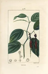 Fekete bors - Fekete bors, Piper nigrum, levéllel, szárral és érett és éretlen borssal. Lambert Junior kézi csíkos rézmetszet Pierre Jean-Francois Turpin rajzából Chaumetonból, Poiret és Chamberet „” La Flore Medic” című művéből