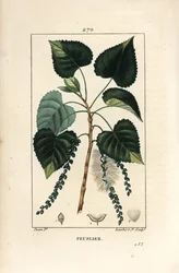 Fekete nyárfa, Populus nigra, levéllel, szárral és maggal. Lambert Junior kézzel színezett pontozott rézmetszete Pierre Jean-François Turpin rajza nyomán, Chaumeton, Poiret és Chamberet „La Flore Médicale” című művéből, Párizs, Panckoucke