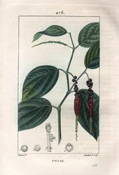 Botanikai: fekete bors - Fekete bors levelekkel és szemekkel, Piper nigrum. Lambert kézi színű rézmetszet, Pierre Jean-Francois Turpin Chaumeton rajzából, Poiret et Chamberet „” La Flore Medicale” című művéből, Paris, Panck