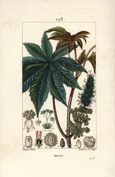 Ricinusolaj növény vagy ricinus, Ricinus communis (Ricinus vulgaris), levéllel, virággal, szárral és maggal. Lambert Junior kézi csíkos rézmetszet Pierre Jean-Francois Turpin rajzából Chaumetonból, Poiret és Chamberet „” La Flo” című művéből