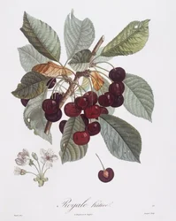 Cseresznyefa (Prunus avium), Henry Louis Duhamel du Monceau, Pierre Jean Francois Turpin botanikai lemeze