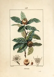 Közönséges neflier - német naspolya, Mespilus germanica, levéllel, terméssel, maggal és virággal. Lambert Junior kézi csíkos rézmetsze Pierre Jean-Francois Turpin rajzából Chaumetonból, Poiret és Chamberet „” La Flore Medicale” című művéből”