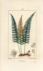 Közönséges soklábú - Polypody páfrány, Polypodium vulgare, levéllel, maggal és gyökérrel. Lambert Junior kézi csíkos rézmetszet Pierre Jean-Francois Turpin rajzából Chaumetonból, Poiret és Chamberet „” La Flore Medicale” című művéből, Paris, P