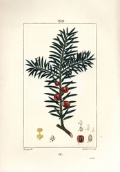 Közönséges tiszafa vagy bogyós tiszafa - tiszafa, Taxus baccata. Lambert Junior kézi csíkos rézmetszet Pierre Jean-Francois Turpin rajzából Chaumetonból, Poiret és Chamberet „” La Flore Medicale” című művéből, Paris, Panckoucke