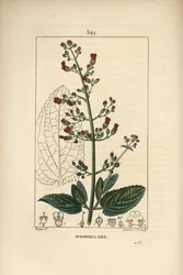 Fügefű, Scrophularia aquatica, virág, levél, szár, mag és levél körvonalával. Lambert Junior kézi csíkos rézmetszet Pierre Jean-Francois Turpin rajzából Chaumetonból, Poiret és Chamberet „” La F” című művéből