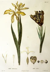 Fetid Iris, L. J. Allais metszet (kézzel színezett metszet)