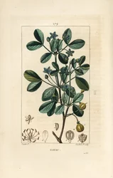 Gaiac vagy szent fa, életfa - Guaiacum, Guajacum officinale. Lambert Junior kézi csíkos rézmetszet Pierre Jean-Francois Turpin rajzából Chaumetonból, Poiret és Chamberet „” La Flore Medicale” című művéből, Paris, Panckoucke