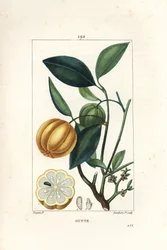 Garcinia gummi gutta vagy Malabar Tamarinier, Gambooge, Brindall Bay - Gum guttae fa, Cambogia gutta, terméssel, levéllel, virággal és gyümölcsökkel. Lambert Junior kézi színű rézkarcmetsze Pierre Jean-Francois Turpin rajzából