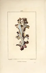 Izlandi zuzmó vagy izlandi moha - Izlandi zuzmó, Lichen islandicus. Lambert Junior kézi csíkos rézmetszet Pierre Jean-Francois Turpin rajzából Chaumetonból, Poiret és Chamberet „” La Flore Medicale” című művéből, Paris, Panckoucke