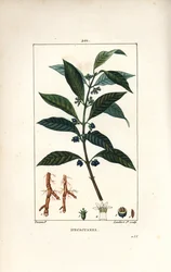 Ipeca vagy Ipecacuana - Ipecacuanha, Psychotria emetica, levéllel, virággal és gyökérrel. Lambert Junior kézi csíkos rézmetszet Pierre Jean-Francois Turpin rajzából Chaumetonból, Poiret és Chamberet „” La Flore Medicale”” Par
