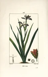Iris fetide vagy íriszláb, büdös írisz - Bűzös írisz, Iris foetida, virággal, levéllel és maghüvellyel. Dubois kézzel színezett rézmetszet, Pierre Jean-Francois Turpin rajzából Chaumetonból, Poiret és Chamberet „” La Flore Medi” című művéből