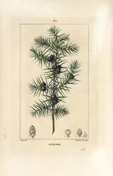Borókafa, Juniperus vulgaris, levél, bogyó és szár látható. Lambert Junior kézi csíkos rézmetszet Pierre Jean-Francois Turpin rajzából Chaumetonból, Poiret és Chamberet „” La Flore Medicale” című művéből, Paris, Panckoucke