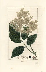 Nagy bodza vagy fekete bodza - Közönséges bodza, Sambucus nigra. Lambert Junior kézi csíkos rézmetszet Pierre Jean-Francois Turpin rajzából Chaumetonból, Poiret és Chamberet „” La Flore Medicale” című művéből, Paris, Panck