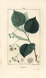 Hársfa vagy hársfa, Tilia europea, levéllel, ággal, virággal és maggal. Lambert Junior kézi csíkos rézmetszet Pierre Jean-Francois Turpin rajzából Chaumetonból, Poiret és Chamberet „” La Flore Medicale” című művéből, Paris, Pa.