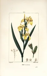 Marsh Iris vagy Water Yellow Iris – Sárga írisz, Iris palustris lutea, virág, levél és maghüvely. Lambert Junior kézi csíkos rézmetszet Pierre Jean-Francois Turpin rajzából Chaumetonból, Poiret és Chamberet „” La Flore Me” című művéből