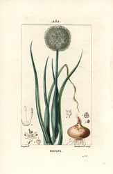 Hagyma – Hagyma, Allium cepa, virággal, levéllel, hagymával és gyökerekkel. Lambert Junior kézi csíkos rézmetszet Pierre Jean-Francois Turpin rajzából Chaumetonból, Poiret és Chamberet „” La Flore Medicale” című művéből, Paris, Panckoucke
