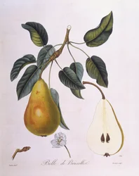 Henry Louis Duhamel du Monceau "Belle de Bruxelles" körte, Pierre Jean Francois Turpin botanikai lemeze