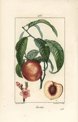 Pecher – őszibarackfa, Amygdalus persica, virággal, levéllel, szárral, érett gyümölccsel és terméssel, részben maggal. Lambert Junior kézi csíkos rézmetszet Pierre Jean-Francois Turpin rajzából, Chaumeton, Poiret és Chamberet