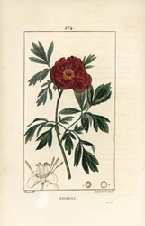 Peony officinale - európai bazsarózsa, Paeonia officinalis, virággal, levéllel és virágrészek körvonalával. Lambert Junior kézi csíkos rézmetszet Pierre Jean-Francois Turpin rajzából Chaumetonból, Poiret és Chamberet „” La F” című művéből