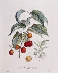 "La Galifsonniere" szilva Henry Louis Duhamel du Monceau, Pierre Jean Francois Turpin botanikai lemeze