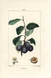 Szilva - Szilva vagy szilvafa, Prunus domestica, terméssel, levéllel, virággal, ággal és érett terméssel. Lambert Junior kézi csíkos rézmetszet Pierre Jean-Francois Turpin rajzából Chaumetonból, Poiret és Chamberet „” L című művéből