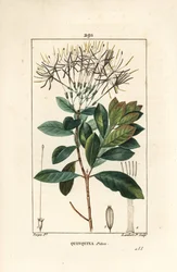 Quinquina piton – Exostema sanctae-luciae (szin. Cinchona floribunda), virággal, levéllel, szárral és maggal. Lambert Junior kézi csíkos rézmetszet Pierre Jean-Francois Turpin rajzából Chaumetonból, Poiret és Chamberet „” La” című művéből