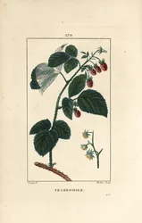 Málna – Málna, Rubus idaeus, virágokkal, levelekkel, tövisekkel és érett gyümölcsökkel. Lambert Junior kézi csíkos rézmetszete Pierre Jean-Francois Turpin Chaumeton rajzából, Poiret et Chamberet „” La Flore Medicale”,” P.