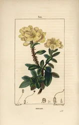 Rhododendron geant - Rosebay, Hymenanthes maxima (Rhododendron maximum), virággal, tüskés szárral, levéllel és maggal. Lambert Junior kézi csíkos rézmetszete Pierre Jean-Francois Turpin Chaumeton, Poiret és Chambere rajzából