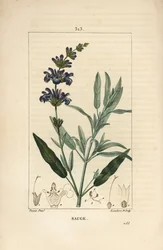 Sage officinale – Közönséges zsálya, Salvia officinalis, virággal, levéllel, szárral és maggal. Lambert Junior kézi csíkos rézmetsze Pierre Jean-Francois Turpin rajzából Chaumetonból, Poiret és Chamberet „” La Flore Medicale” című művéből”