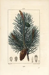 Erdei fenyő – Vadfenyő vagy erdeifenyő, Pinus sylvestris, ággal, tűvel és fenyőtobozgal. Lambert Junior kézi csíkos rézmetszet Pierre Jean-Francois Turpin rajzából Chaumetonból, Poiret és Chamberet „” La Flore M” című művéből