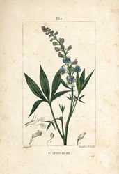 Staphisagria – Hazugság vagy stavesacre, Delphinium staphisagria, virággal, levéllel, szárral és maggal. Lambert Junior kézi csíkos rézmetszet Pierre Jean-Francois Turpin rajzából Chaumetonból, Poiret és Chamberet „” La Flore” című művéből