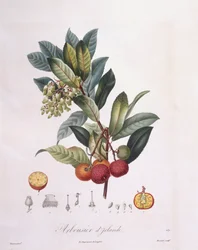 Szamócafa (Arbutus unedo), Henry Louis Duhamel du Monceau, Pierre Jean François Turpin botanikai táblája
