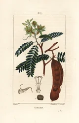 Tamarind - Tamarind, Tamarindus indica, virágot, levelet és maghüvelyt mutat. Lambert Junior kézi csíkos rézmetszet Pierre Jean-Francois Turpin rajzából Chaumetonból, Poiret és Chamberet „” La Flore Medicale” című művéből, Paris, Panc