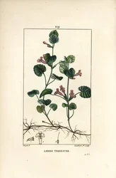 Földi borostyán - Kerek repkény, Hedera terrestris. Lambert Junior kézzel színezett, pontozásos rézmetszete Pierre Jean-François Turpin rajza nyomán, Chaumeton, Poiret és Chamberet „La Flore Médicale” című művéből, Párizs, Panckoucke