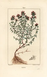 Kakukkfű, Thymus vulgaris, virág, levél, szár és gyökér. Lambert Junior kézi csíkos rézmetszet Pierre Jean-Francois Turpin rajzából Chaumetonból, Poiret és Chamberet „” La Flore Medicale” című művéből, Paris, Panckoucke