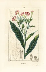 Dohány - Dohány, Nicotiana tabacum. Lambert Junior kézi csíkos rézmetszet Pierre Jean-Francois Turpin rajzából Chaumetonból, Poiret és Chamberet „” La Flore Medicale” című művéből, Paris, Panckoucke