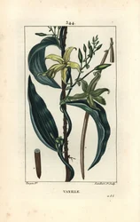 Vanília - Vanília orchidea, Epidendron vanília, virággal, levéllel, maggal. Lambert Junior kézi csíkos rézmetszet Pierre Jean-Francois Turpin rajzából Chaumetonból, Poiret és Chamberet „” La Flore Medicale” című művéből, Paris, Panck