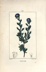 Különböző gömb alakú - háromfogú levelű globularia, Globularia fruticosa. Lambert Junior kézi csíkos rézmetszet Pierre Jean-Francois Turpin rajzából Chaumetonból, Poiret és Chamberet „” La Flore Medicale” című művéből, Paris, Panc