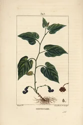 Virginia Snakeroot – Virginiai kígyógyökér, Aristolochia serpentaria, virággal, levéllel, szárral, maggal és gyökérrel. Lambert Junior kézi csíkos rézmetszet Pierre Jean-Francois Turpin rajzából Chaumetonból, Poiret és Chamberet "