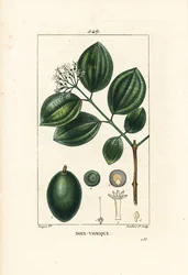 Vomiker - Strychnin fa vagy mérges dió, Strychnos nux-vomica, gyümölccsel, maggal, levéllel és virággal. Lambert Junior kézi csíkos rézmetszet Pierre Jean-Francois Turpin rajzából Chaumetonból, Poiret és Chamberet „” La Flore” című művéből