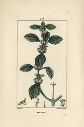 Fehér vagy közönséges marrube - Közönséges horehound, Marrubium vulgare. Lambert Junior kézi csíkos rézmetszet Pierre Jean-Francois Turpin rajzából Chaumetonból, Poiret és Chamberet „” La Flore Medicale” című művéből, Paris, Panckoucke