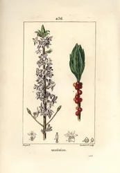 Fa szép, csinos, zöld, zöld fa, Daphne szép fa - Mezereon, Daphne mezereum. Lambert Junior kézi csíkos rézmetsze Pierre Jean-Francois Turpin rajzából Chaumetonból, Poiret és Chamberet „” La Flore Medicale” című művéből”