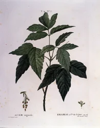 Botanikai: Juharág. A Nouveau Duhamel du Monceau-ból vett tányér vagy a Finnországban termesztett fák és cserjék csemege"" Pierre Joseph Redoute (1759-1840) akvarellje 1819
