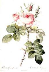Rosa Bifera Officinalis, metszett: Langlois, kiadó: Remond (színes metszet)