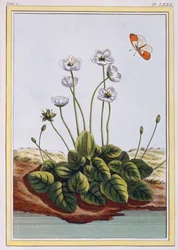 Parnasszuszi füvek Parnasszuszi füvek, kocsma. 1776.