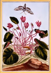 Ciklámen, kocsma. 1776.