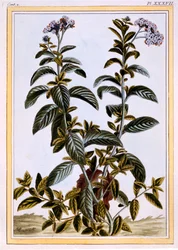 Heliotróp vagy cseresznyés pite, 1766 körül (kézzel színezett metszet)