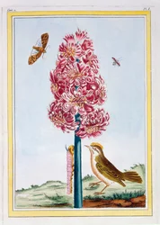 Jácint, 1766 körül (kézzel színezett metszet)