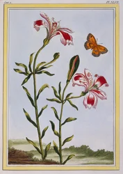 Az inkák pettyes virága (perui liliom), kb. 1766